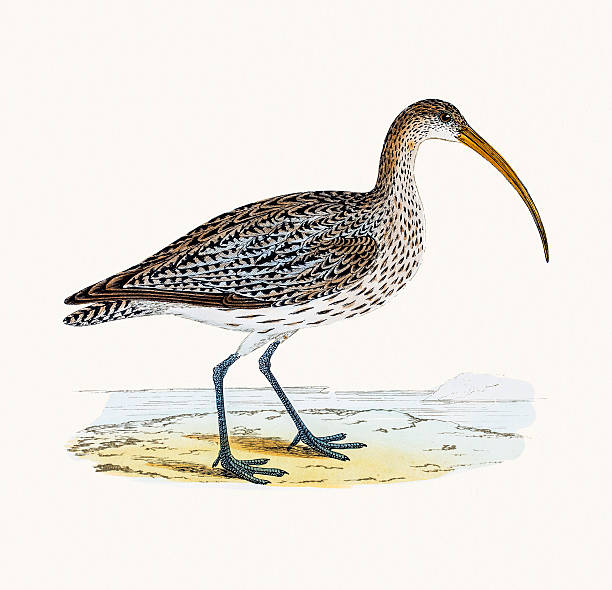 Curlew wader shoreline bird A photograph of an original hand-colored engraving from The History of British Birds by Morris published in 1853-1891. charadriiformes stock illustrations