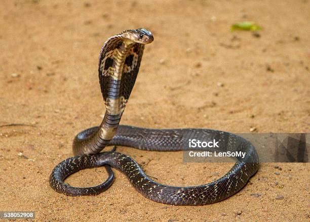 Cobra Reale - Fotografie stock e altre immagini di Cobra - Cobra, Cobra reale, Serpente - Rettile