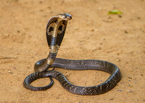 King Cobra on brown sand.