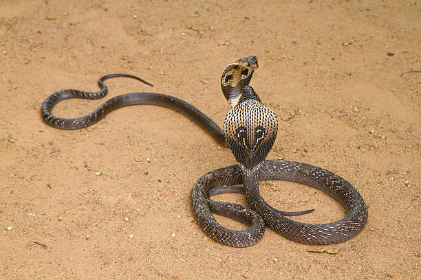 rady to fight - king cobra cobra snake india zdjęcia i obrazy z banku zdjęć
