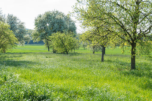 idyllic sunny scenery showing some fruit trees at spring time in Southern Germany