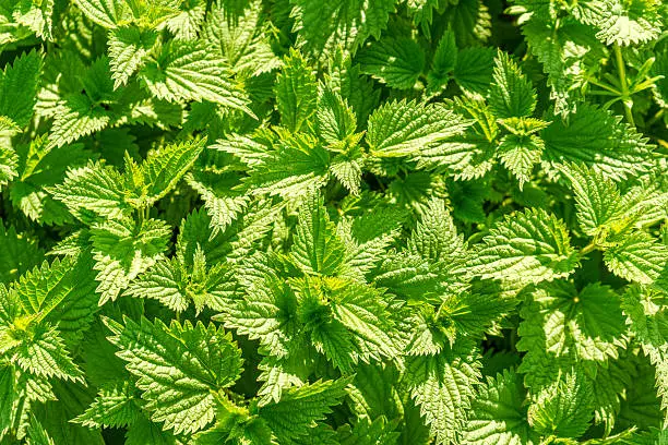 sunny illuminated stinging-nettle leaves seen from above