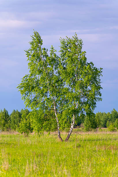 istock lone slender birch on green field 538054822