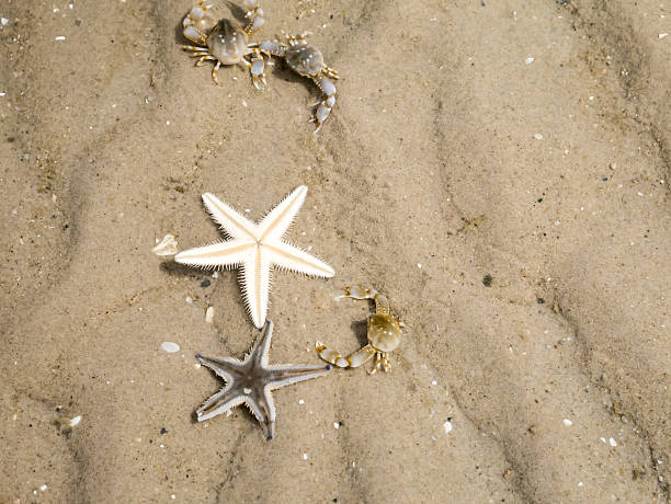 istock Starfish and Hermit crab buries itself in the sand, 538054990