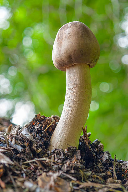 mushroom in natural ambiance