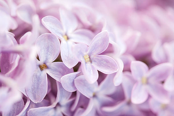 istock fkowers of lilac macro photo 538056782