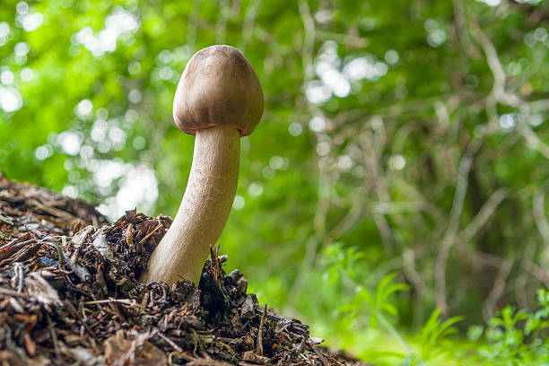mushroom in natural ambiance