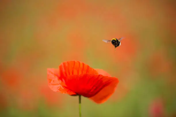 Hummel in approach to red poppy