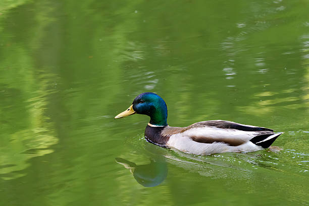 istock Wild Male Duck On Water 538058316