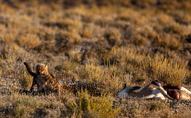 istock Cheetah cub with mother and carcass 538058986