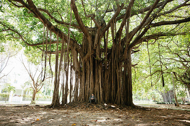 istock Young Hispanic groom sitting in front of exotic tree 538061170