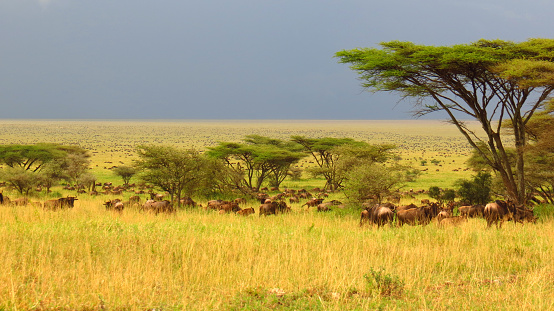 A pleasing section of the great migration through the acacia trees from Nabi hill's side over the plains