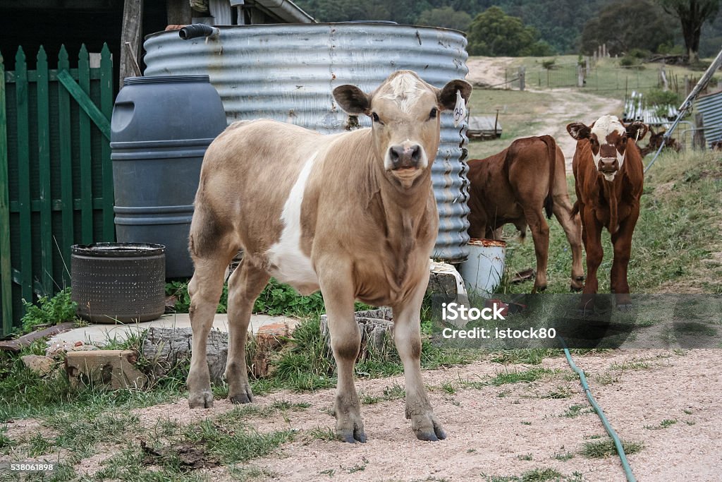 Three calves on farm near metal water tank Three young beef calves on farm with two staring at camera in front of a metal water tank. Agriculture Stock Photo