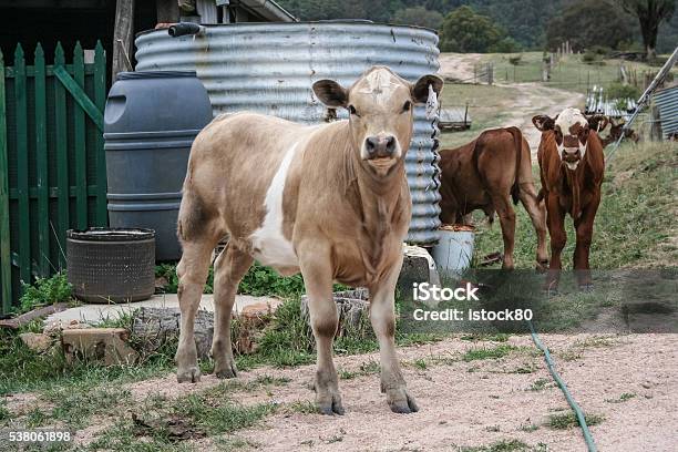 Three Calves On Farm Near Metal Water Tank Stock Photo - Download Image Now - Agriculture, Animal, Beef