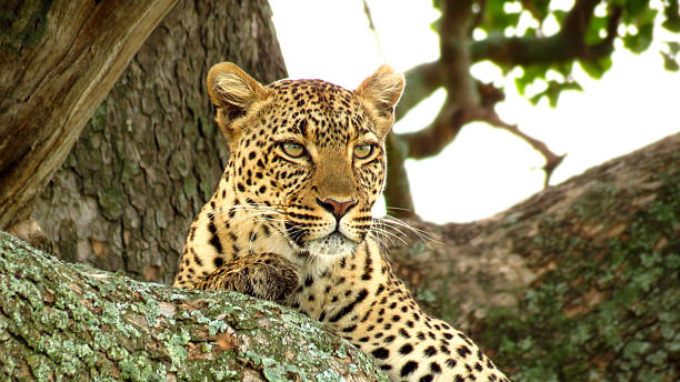 istock Leopard cat feline big5 big_5 wildlife Africa predator hunter tree 538062098