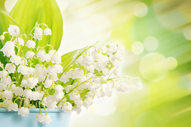 istock Flower composition with beautiful lilies of the valley 538062806