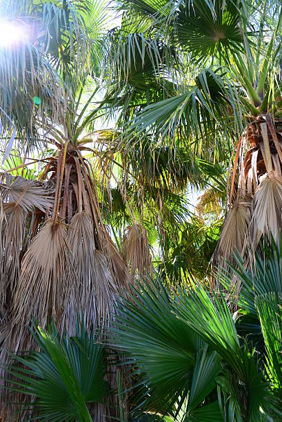 istock In the PalmEngarten - Jungle - Palm Leaves - Spain 538062986