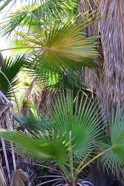 istock In the PalmEngarten - Jungle - Palm Leaves - Spain 538063522