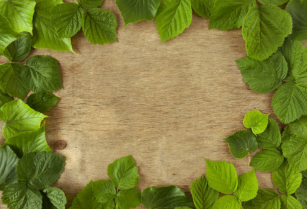 istock green leaves on a wooden background 538063656