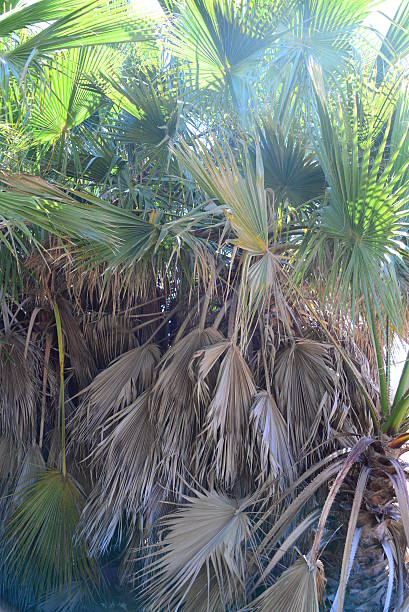 istock In the PalmEngarten - Jungle - Palm Leaves - Spain 538064056