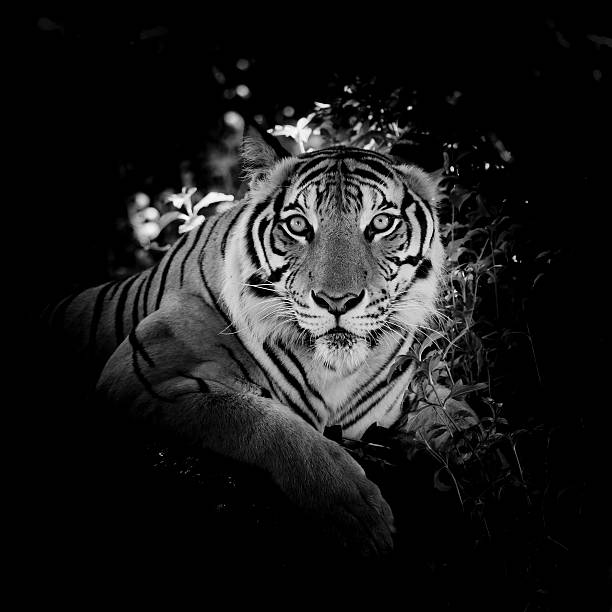 istock Black & White Beautiful tiger - isolated on black background 538064070