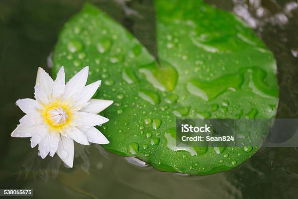 White Lotus Flower Leaf Stock Photo - Download Image Now - 2015, Aquatic Organism, Beauty In Nature
