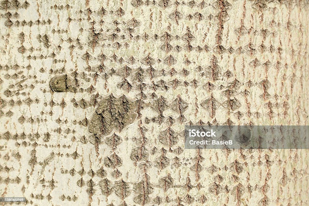 Stamm eines white poplar tree - Lizenzfrei 2015 Stock-Foto