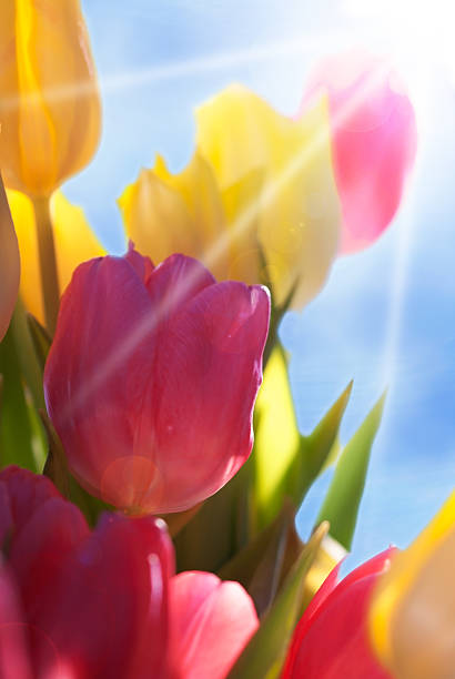 nahaufnahme von tulpe blumen-wiese und blauer himmel - tulip blue close up cut flowers stock-fotos und bilder