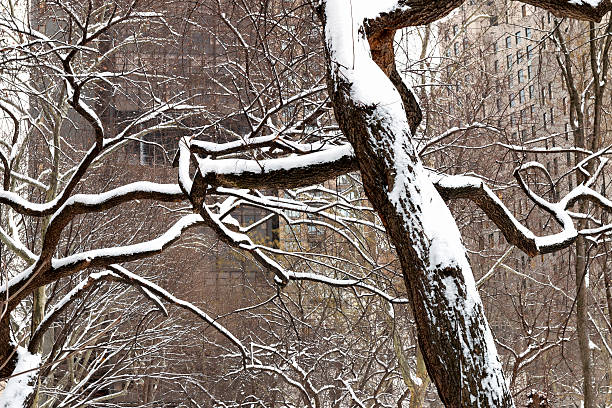 istock Snowy Trees - New York City 538065969