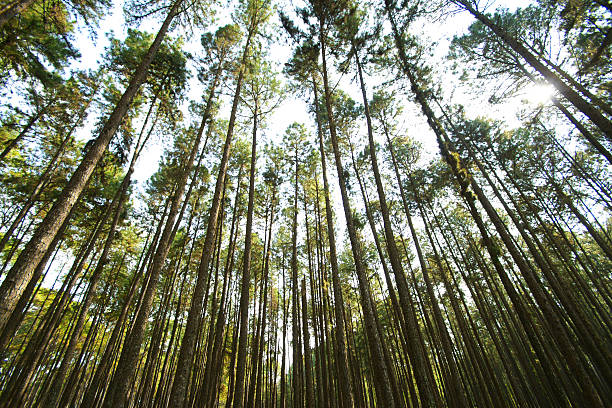 istock Ant view of pine forest in Chiangmai, Thailand. 538066310