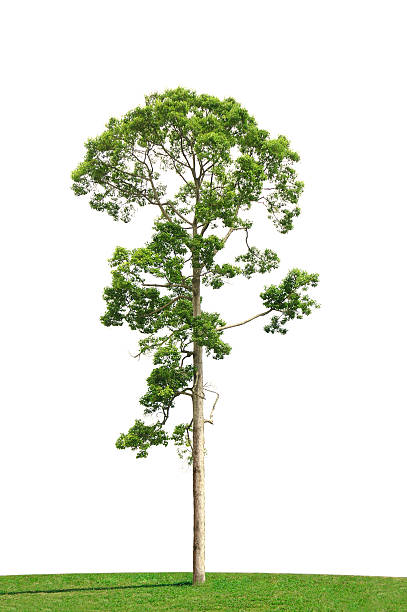 Green tree and grass field isolated on white background