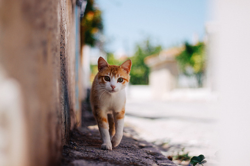 Curious tabby cat on the street