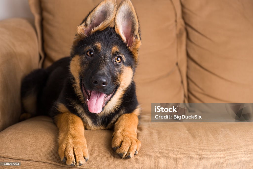 Puppy german shepherd dog sitting in sofa Cute puppy German Shepherd dog sitting in a sofa and looking straight in the lens. Dog Stock Photo
