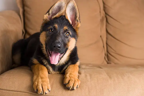 Cute puppy German Shepherd dog sitting in a sofa and looking straight in the lens.