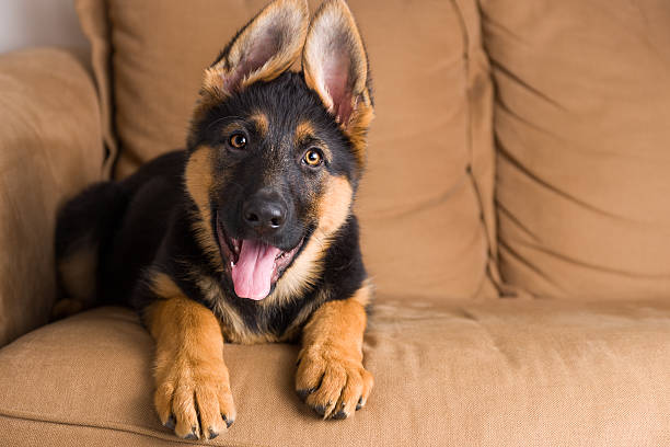 cachorrinho cão pastor alemão cão sentado no sofá - german shepherd imagens e fotografias de stock