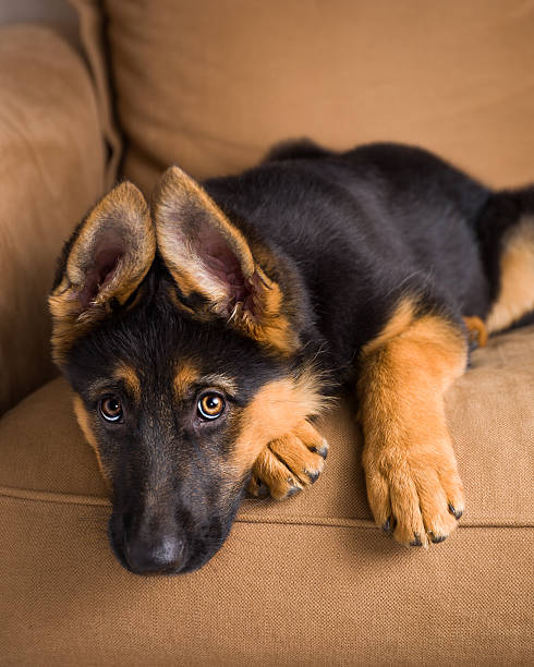 istock Puppy german shepherd dog sitting in sofa 538067061