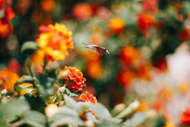 Butterfly collecting pollen from orange lantana camara flowers