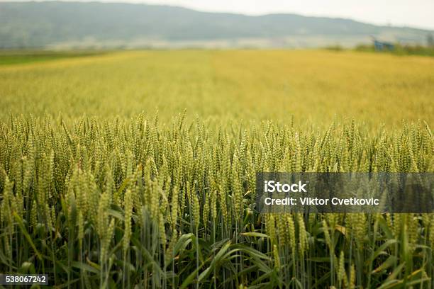 Foto de Campo De Trigo e mais fotos de stock de Agricultura - Agricultura, Alimentação Saudável, Azul