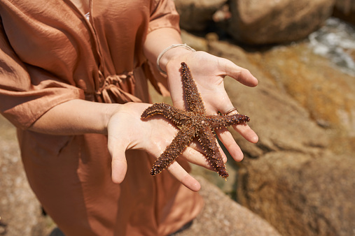 Cropped shot of a woman holding a live starfish