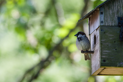Close-up of a male House Sparrow perched on a nesting box.