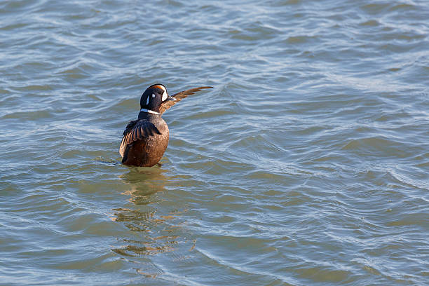 colorati maschio moretta arlecchino (histrionicus histrionicus) stretching ali - harlequin duck duck harlequin water bird foto e immagini stock