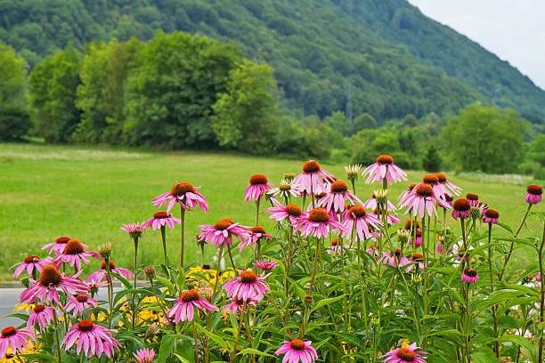 Echinacea flowers stock photo
