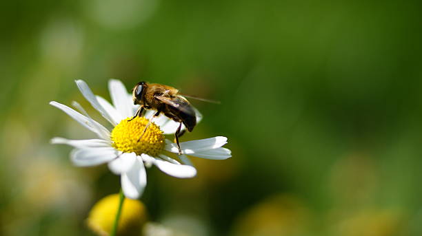 istock Bee resting on a white and yellow flower 538068735