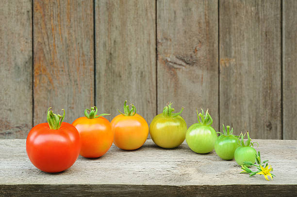 evolution-rouge tomate, maturing processus de fruits - make over series photos et images de collection