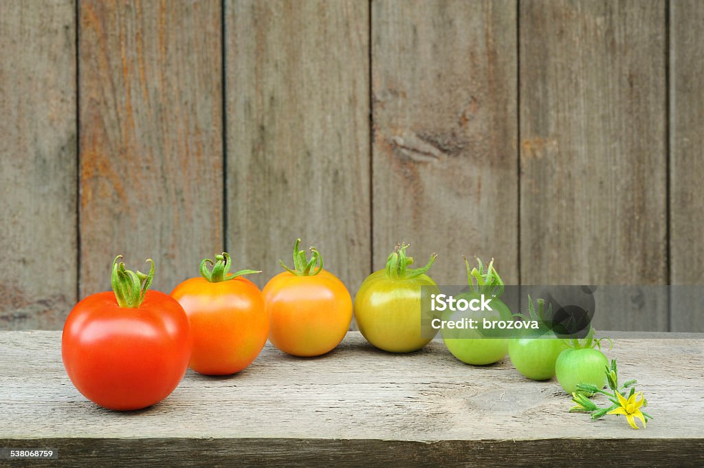 Evolution - red tomato,  maturing process of the fruit Evolution of red tomato - maturing process of the fruit – stages of development Change Stock Photo