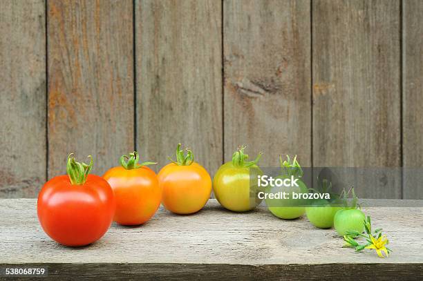 Evolution Red Tomato Maturing Process Of The Fruit Stock Photo - Download Image Now