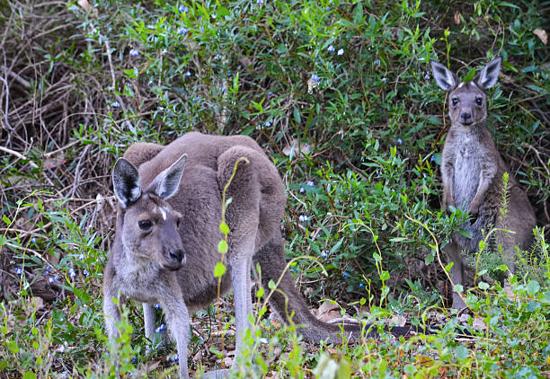 istock Grey kangaroos, Western Australia 538068859