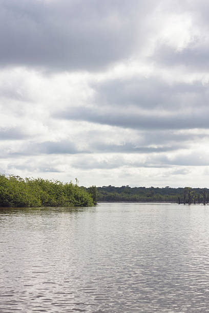 istock View of amazon river and local vegetation with cloudy sky 538069098