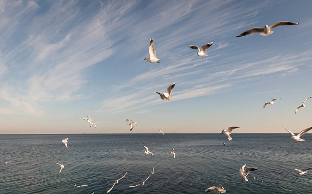 istock Flying Seagull over black sea 538069109