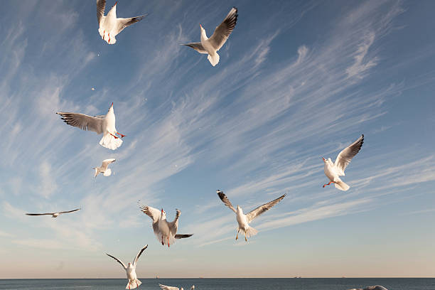 istock Flying Seagull over black sea 538069121